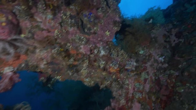 Tropical reef off Indonesia, POV