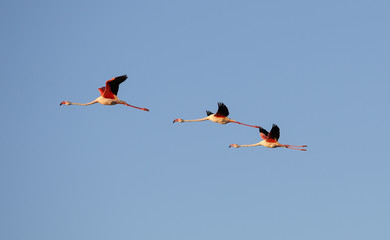 S&egrave;te &eacute;tang de thau