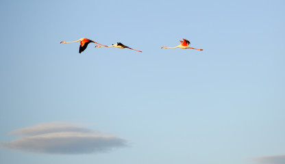 Sète étang de thau