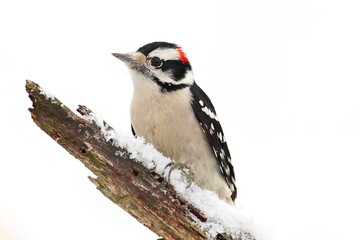 Downy Woodpecker (Picoides pubescens)