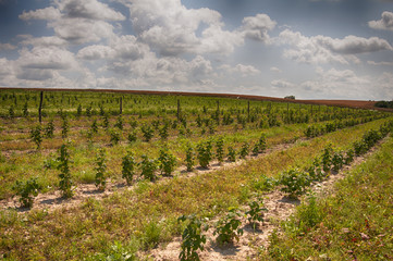 Fototapeta na wymiar raspberry plantation