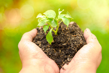 young woman hands holding young plant. Ecology concept