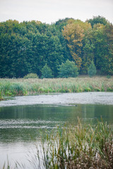 Vegetation in the forest