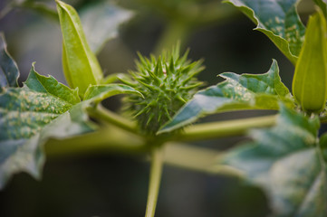 Vegetation in the forest