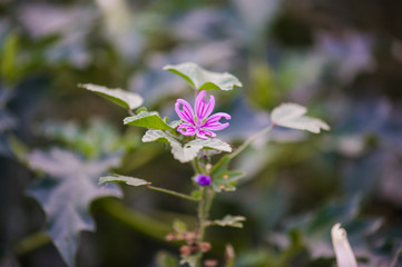 Vegetation in the forest