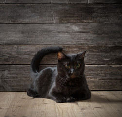 balck cat on dark wooden background