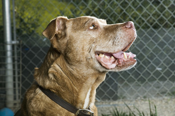 Obraz premium Smiling Senior Dog Profile