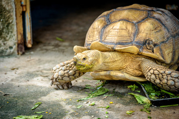 An Aldabra Giant Tortoise (Geochelone gigantea) chewing grass
