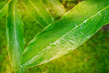 droplet water on leave background