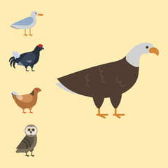 Bird species collection different vector illustration wild animal characters avifauna tropical feather pets