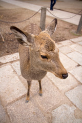 deer roam free in Nara Park, Japan.