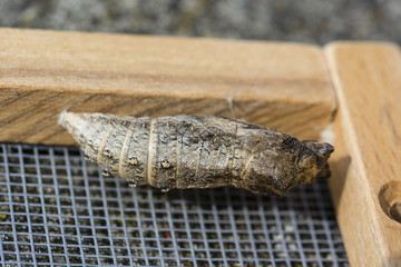 The open hood of a fennel poacher attached to the caterpillar door.