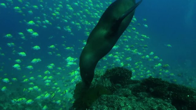 Sea Lion hunts Sergeant Major fish near reef