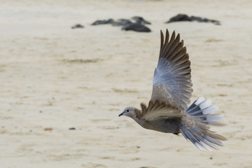 Taube im Abflug