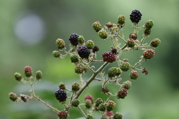 Wilde Brombeeren