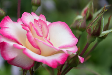 Цветок розы 3