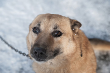 A dog in winter on a chain in the snow. Red sheepdog in winter.