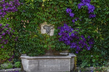 wall of climbing purple clematis above water fountain in Montreal