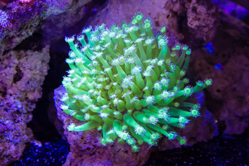 Flower pot coral (Goniopora sp.)