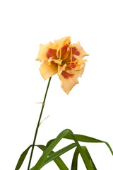 Blooming double daylily  "Early Early Truffle" on a white background