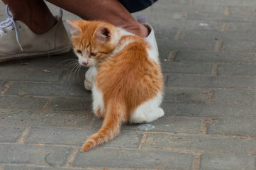 Fototapeta premium White-orange homeless kitten staring and sitting on the street.