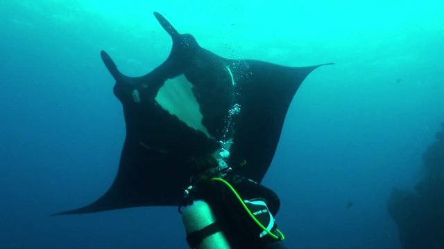 Large manta ray swims past scuba diver, POV