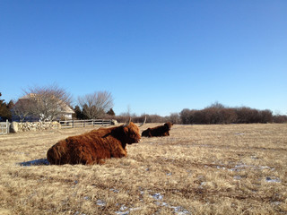 Highland cow resting in field