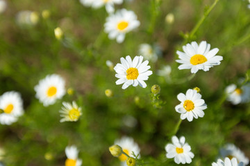 Chamomile flowers blooming on the field