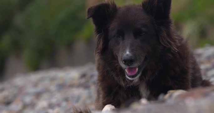 Brown Border Collie mix dog with pink collar lis panting on pebble beach. Slow motion