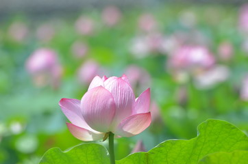 Obraz premium ハスの花