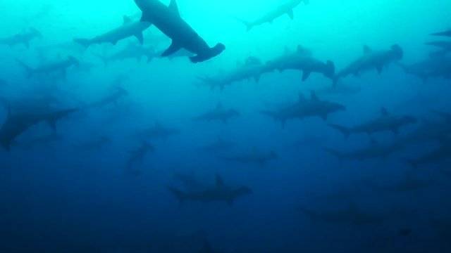 Massive herd of hammerheads migrate through Galapagos, POV