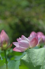 Obraz premium ハスの花