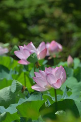 Fototapeta premium ハスの花