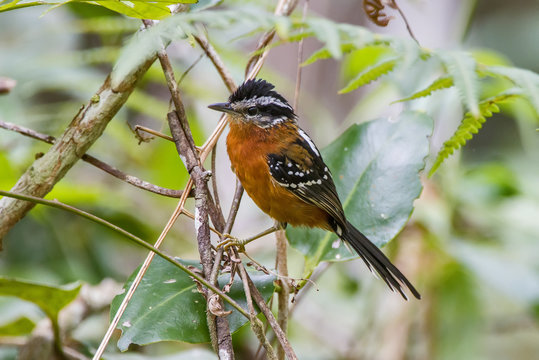Ferruginous Antbird