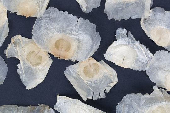 The Oroxylum indicum seed is used in the traditional Indian and Chinese medicine. Oroxylum indicum on the black background.