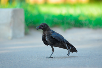 crow