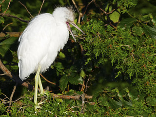Juvenile Little Blue Heron