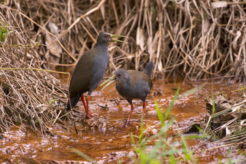 Blackish Rail