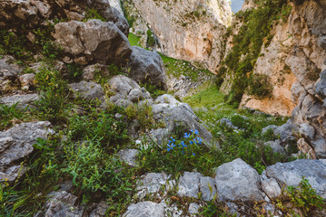 Mountain canyon and rocky valley on the pathway to Lovchen national park. Wilderness area wide panoramic view with wild flowers and foothills. Kotor, Montenegro.