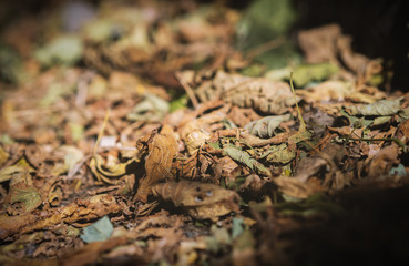 Withered autumn leaves on grass. Selective focus on center. Shallow depth of field.