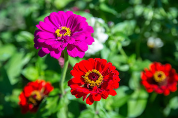     red zinnia on a green background closeup 