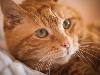 Lovely red cat looking into the camera. Selective focus.