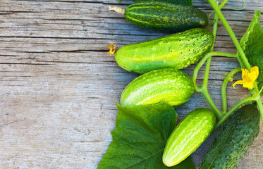 Fresh green cucumbers on an old wooden background. Rustic style. Space for text. Top view