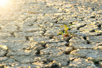 dry cracked soil during drought time