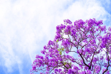 Jacaranda tree in Adelaide