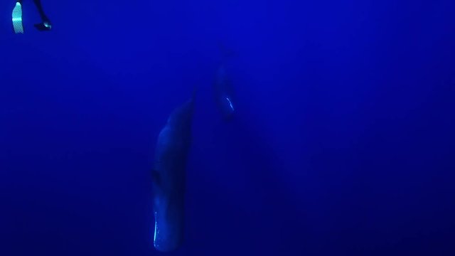 Sperm Whales swim in ocean, underwater POV