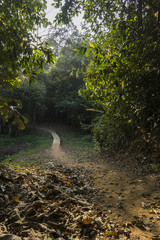 Pathway in the autumn forest