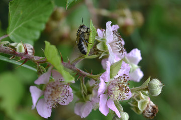 brombeere wild