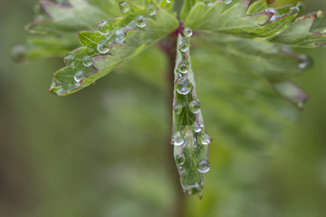 Exciting macro of dew drops on green flower