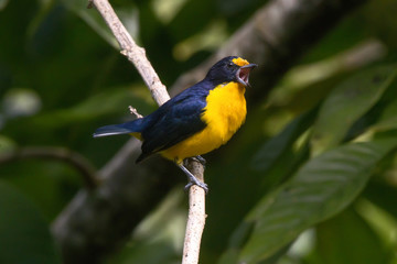 Violaceous Euphonia